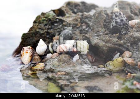 Beautiful shells clumped together on a rock Stock Photo