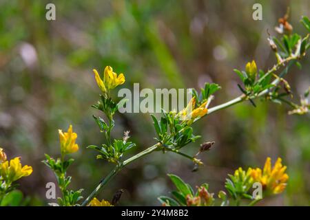 Medicago falcata, plant species of the genus Medicago. It is native to much of Europe and Asia. Stock Photo