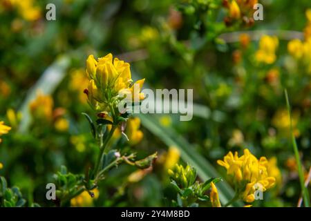 Medicago falcata, plant species of the genus Medicago. It is native to much of Europe and Asia. Stock Photo