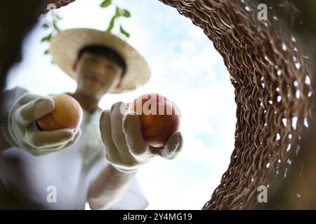 Farmer wearing hat picking fresh plums from a bountiful autumn plum orchard and putting them in a basket Stock Photo