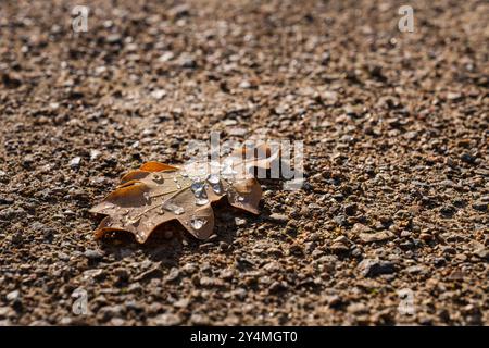 Dry oak leaf with dewdrops lying on ground Stock Photo