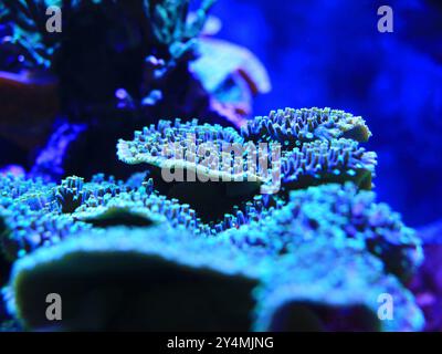 Coral close-up with intricate blue patterns under the oceans deep, vibrant waters. Stock Photo