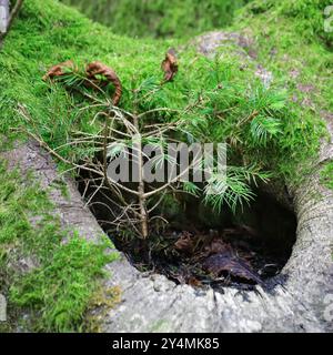 Small pine sapling growing within moss-covered tree hollow in a lush forest environment. Stock Photo