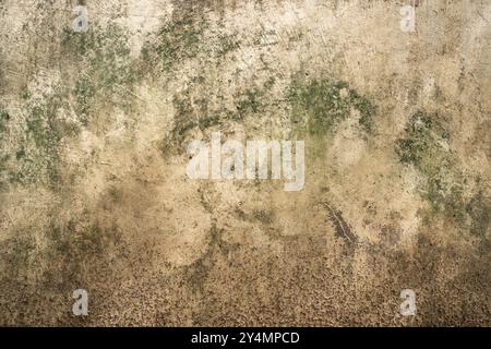 Old concrete wall with green algae Stock Photo