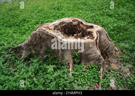 Big tree stump on green grass Stock Photo