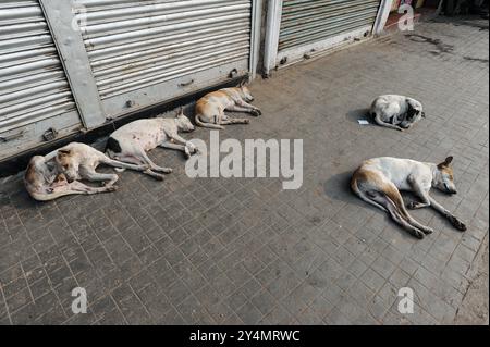 02.12.2011, Kolkata (Calcutta), West Bengal, India, Asia - An everyday street scene in the Indian metropolis of millions depicts sleeping street dogs. Stock Photo