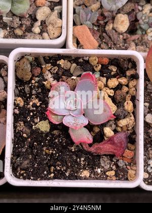 Succulent propagation from leaf. Echeveria Afterglow small plant Stock Photo