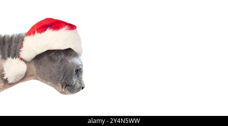 Santa cat sphynx pet profile isolated on white background, Christmas portrait Stock Photo