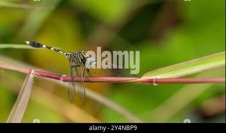 dragonfly Stock Photo