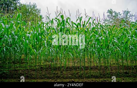 Close up of Corn plants growing Stock Photo