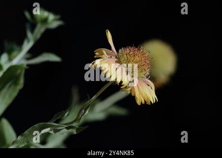 Vadodara, Gujarat / India - October 24, 2006: The view of a beautiful Indian blanket flower at night. Stock Photo