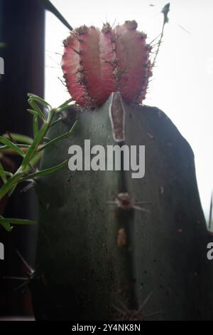 Vadodara, Gujarat / India - July 6, 2006 : Rubby ball or red cap cactus plant in the garden. Stock Photo