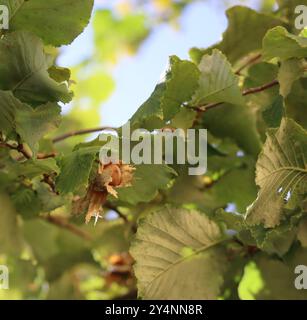 ripe Hazelnut still in the Seed capsule Stock Photo