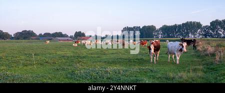 meadow with red and white spotted cows near farm between maashees and boxmeer in noord-brabant Stock Photo