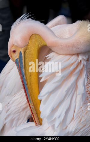 A close up view of a great white pelican as it bends backwards to clean its feathers in the sunshine off the coast of Swakopmund in Namibia Stock Photo