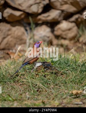 A small, male violet-eared waxbill drinking some water among grass with a stone wall in the background in Namibia Stock Photo