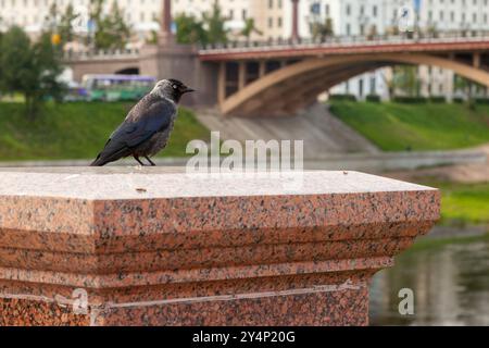 A jackdaw bird sits on a granite pillar. Stock Photo