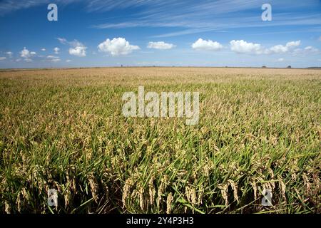 Golden rice fields stretch across Isla Mayor, showcasing natures bounty under a bright blue sky with fluffy clouds. Stock Photo