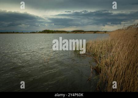 Rainy dark clouds over the lake with dry reeds, Stankow, Poland Stock Photo