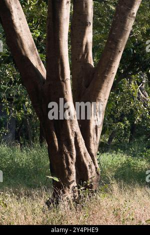 Borivali, Maharashtra / India - September 10, 2006: The beautiful view of the tree trunk in the park. Stock Photo