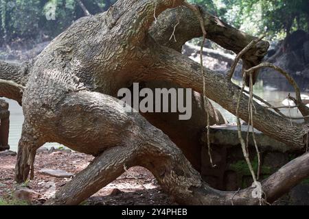 Borivali, Maharashtra / India - September 10, 2006: The view of the tree trunk in the park. Stock Photo