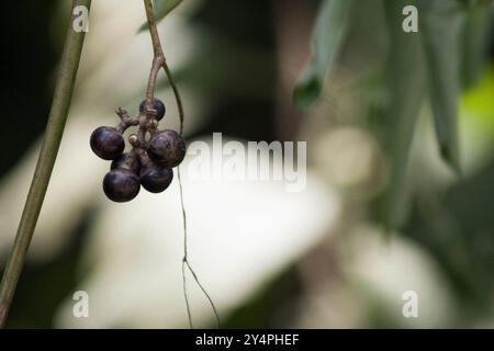 Borivali, Maharashtra / India - September 10, 2006: The view of the black currant fruit in the park. Stock Photo