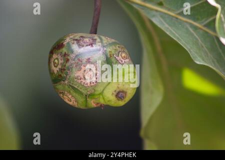 Borivali, Maharashtra / India - September 10, 2006: Indian mulberry fruit in the jungle. Stock Photo