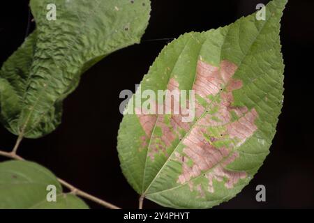 Borivali, Maharashtra / India - September 10, 2006: The close-up view of the leaves in the park. Stock Photo