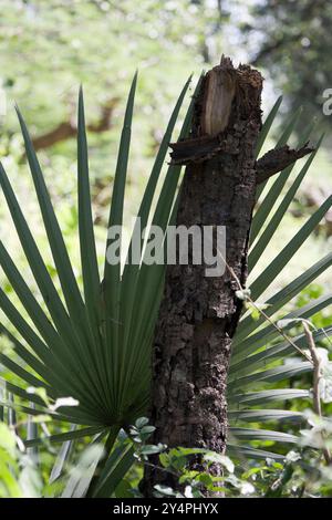 Borivali, Maharashtra / India - September 10, 2006: The view of the half cut tree trunk against the wild plant in the park. Stock Photo