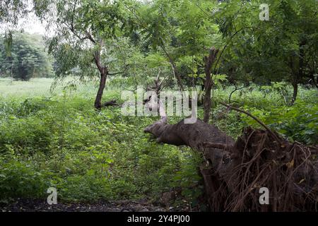 Borivali, Maharashtra / India - September 10, 2006: The view of the tree trunk in the park. Stock Photo