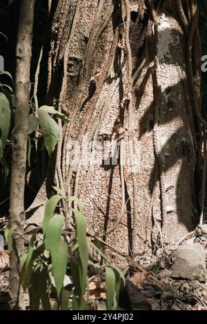 Borivali, Maharashtra / India - September 10, 2006: The beautiful view of the big tree trunk in the park. Stock Photo