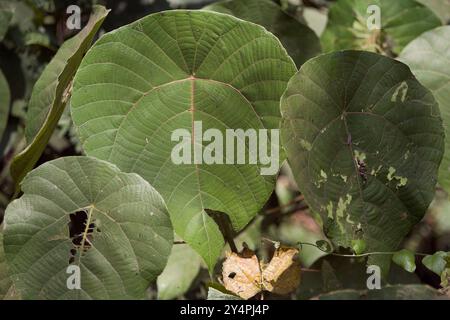 Borivali, Maharashtra / India - September 10, 2006: The close-up view of the leaves in the Jungle. Stock Photo