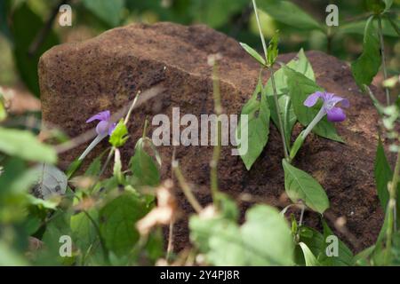 Borivali, Maharashtra / India - September 10, 2006: The view of the wild flowers and plant in the park. Stock Photo