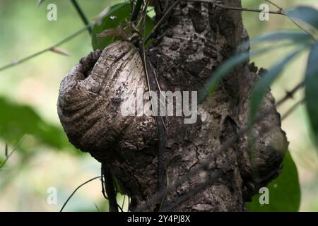 Borivali, Maharashtra / India - September 10, 2006: The view of the tree hole in the park. Stock Photo