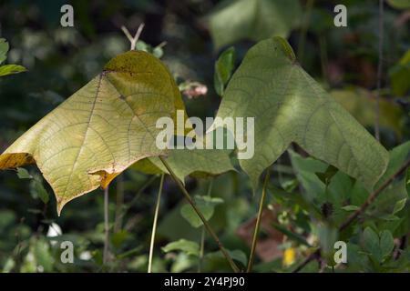 Borivali, Maharashtra / India - September 10, 2006: The close-up view of the leaves in the park. Stock Photo