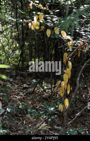 Borivali, Maharashtra / India - September 10, 2006: The view of the yellow leaves in the park. Stock Photo