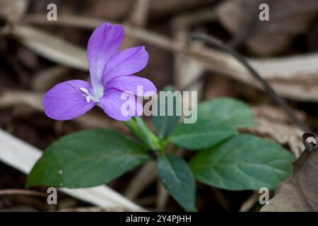 Borivali, Maharashtra / India - September 10, 2006: A beautiful violet flower in the park. Stock Photo