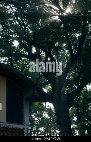 Mumbai, Maharashtra / India - December 9, 2006: The view of the sun rays coming out from the dense tree leaves. Stock Photo