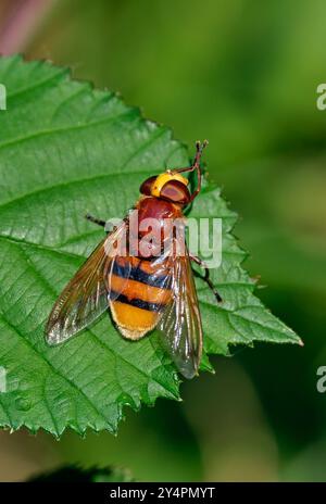 Volucella zonaria: a hornet mimic and the largest UK hoverfly. Hurst Meadows, East Molesey, Surrey, UK. Stock Photo