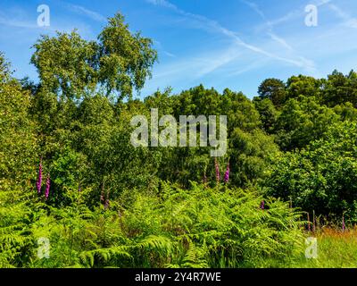 Common foxglove or Digitalis purpurea a flower in the family Plantaginaceae seen growing at Cannock Chase in Staffordshire England UK Stock Photo