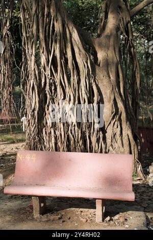 Borivali, Maharashtra / India - November 18, 2007: The view of the trunk of the peepal tree and the bench in the park. Stock Photo