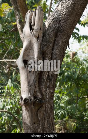 Borivali, Maharashtra / India - November 18, 2007: The view of the tree trunk in the jungle. Stock Photo