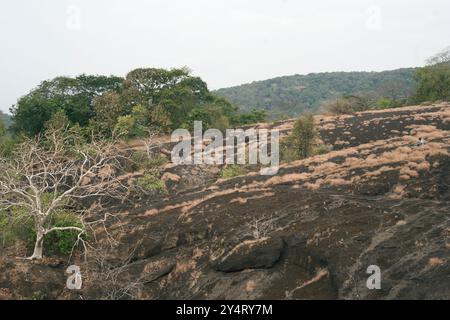 Borivali, Maharashtra / India - November 30, 2008: An artist and a tree near the hill at Kanheri caves in Sanjay Gandhi National Park. Stock Photo