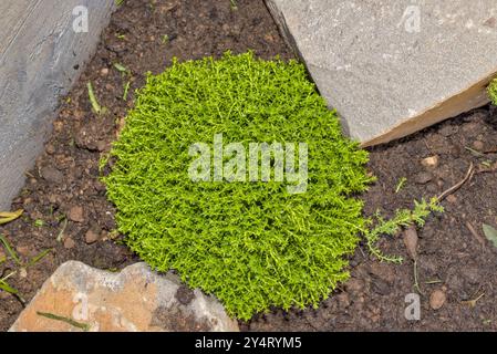 Hebe Green Globe evergreen shrub in a rockery with soil around it and  photographed horizontally from above Stock Photo