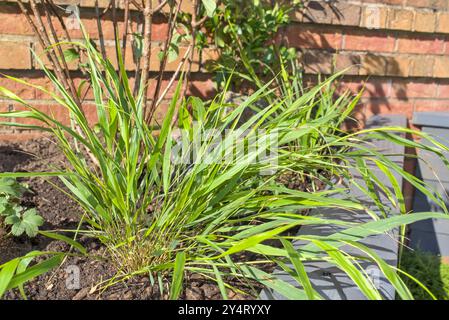 Close up of Hakonechloa macra grass in amongst mixed planting a raised timber planter, with a brick wall in the background Stock Photo