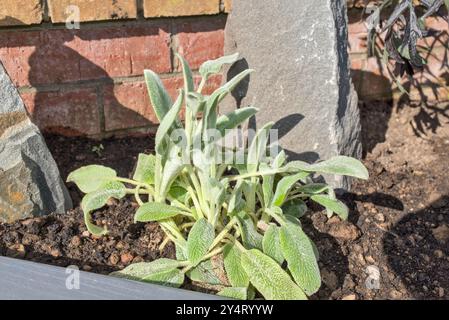 Close up of Stachys byzantina or Lambs Ear in a rockery with a brick wall behind Stock Photo