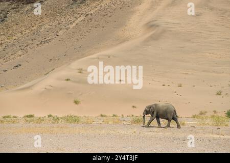 Desert elephant (Loxodonta africana) in front of a dune in the Huab dry river, Damaraland, Kunene region, Namibia, Africa Stock Photo