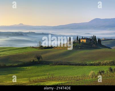 View over vineyard to Podere Belvedere surrounded by cypresses, morning mist in Val d'Orcia, UNESCO World Heritage Site, Province of Siena, San Quiric Stock Photo