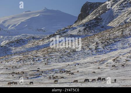 Icelandic horses standing on a barren meadow in front of a volcano, sunny, snow, winter, Snaefellsjoekull, Snaefellsnes, Vesturland, Iceland, Europe Stock Photo