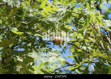 Detailed branch with green foliage and sunlight in the background, gall on an oak tree caused by a sponge gall wasp (Biorhiza pallida), Piornal, Cace Stock Photo